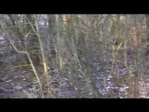 Gibiers en action de chasse