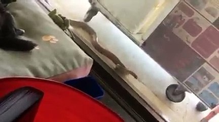 Large Eastern Brown Snake