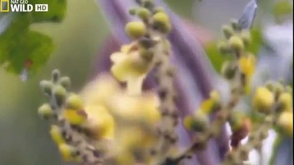 Wild Amazon HD National Geographic Documentary
