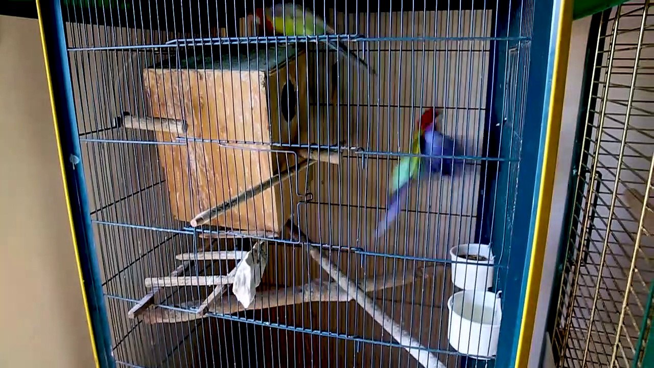 mes oiseaux.
