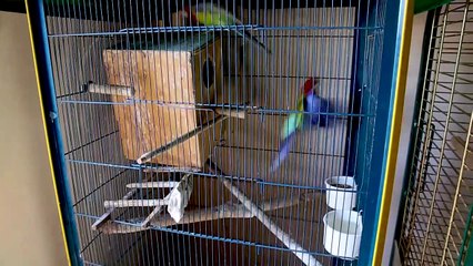 mes oiseaux.