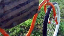 Motorized Bicycle - Staton Kit Honda 4 Cycle Friction Drive