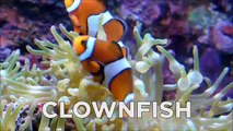 Learn Sea Animals   Water Animals Names and sounds | Jolly Joy TV