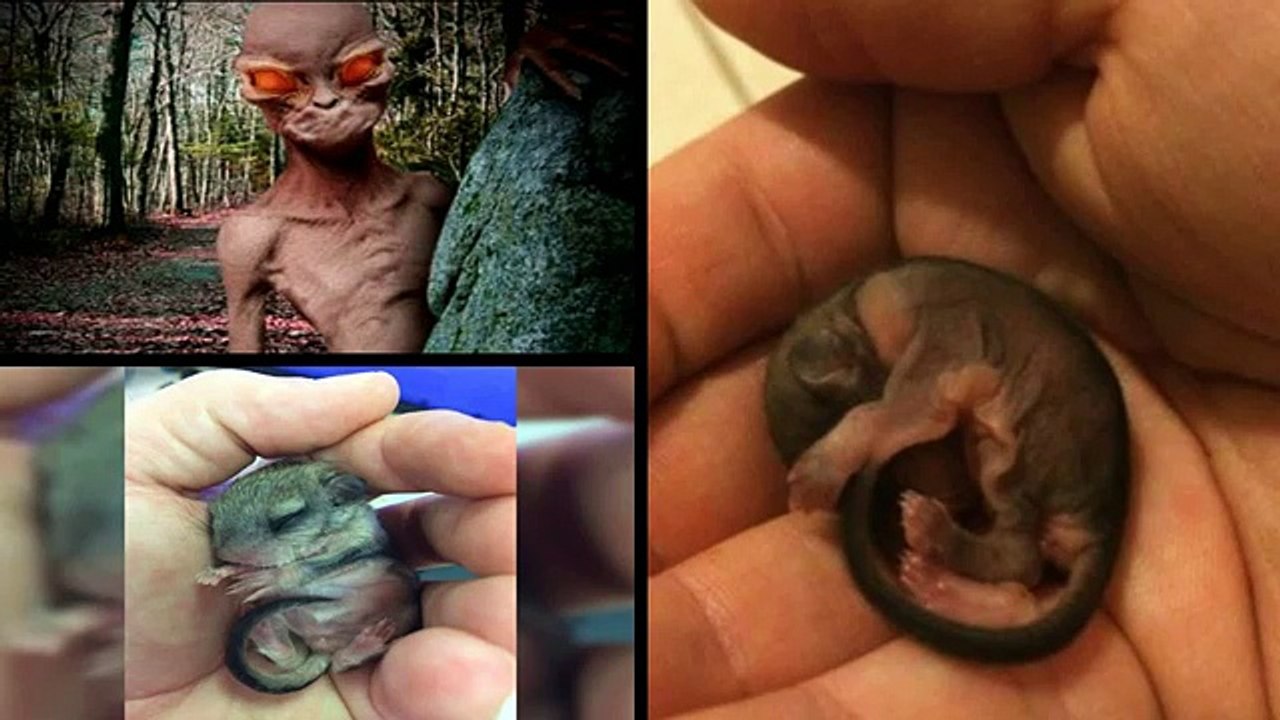 सड़क पर मिला अजीबसा जानवर, फिर खुली चौकाने वाली सच्चाई | Mysterious Animals Spotted