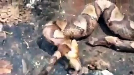 Cabeça de cobra cortada ataca seu próprio corpo! Incrível!