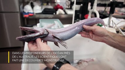 [Insolite] Le monstrueux poisson-lézard
