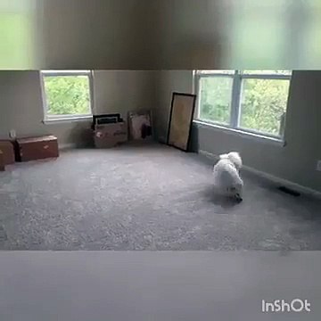 Un chien ne connait pas comment on descend des escaliers !