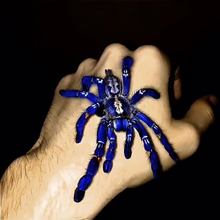 Have You Ever Seen a Blue Tarantula?
