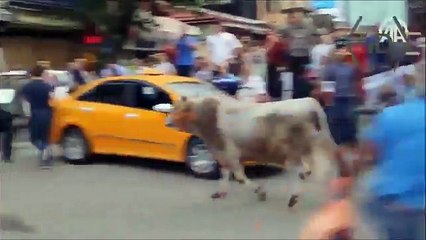 KURBAN YAKALAMA VİDEOLARI HATIRASI KALDI İZLEYELİM