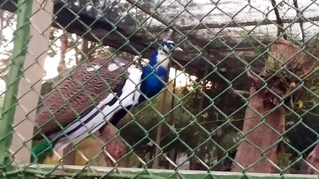 Antalya hayvanat bahçesinde gezmeye devam ediyoruz, eğlenceli çocuk videosu