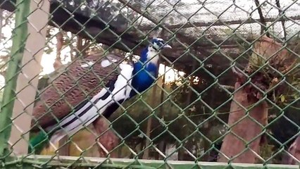 Antalya hayvanat bahçesinde gezmeye devam ediyoruz, eğlenceli çocuk videosu