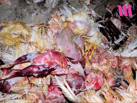 الصفقات الفاسدة: اللحوم الفاسدة و الأغذية المسمّمة في تونس