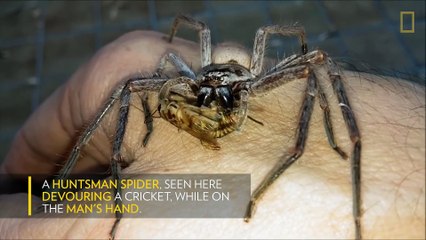Il nourrit son araignée géante dans sa main. Hop, un cricket!