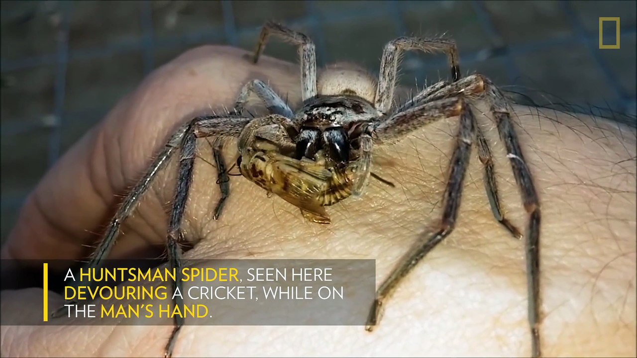 Il nourrit son araignée géante dans sa main. Hop, un cricket!