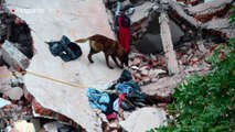 Perros rescatistas se ganan la admiración del mundo por labor en México