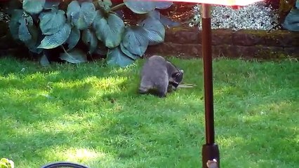 Funniest Silly Pet & Animal Videos Caught On Tape Weekly Compilation | Funny Pet Videos