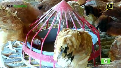 Free Range Chicken Farming Part 2 : Free Range Chicken | Agribusiness Philippines