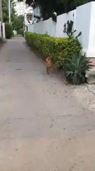 собака-акробака