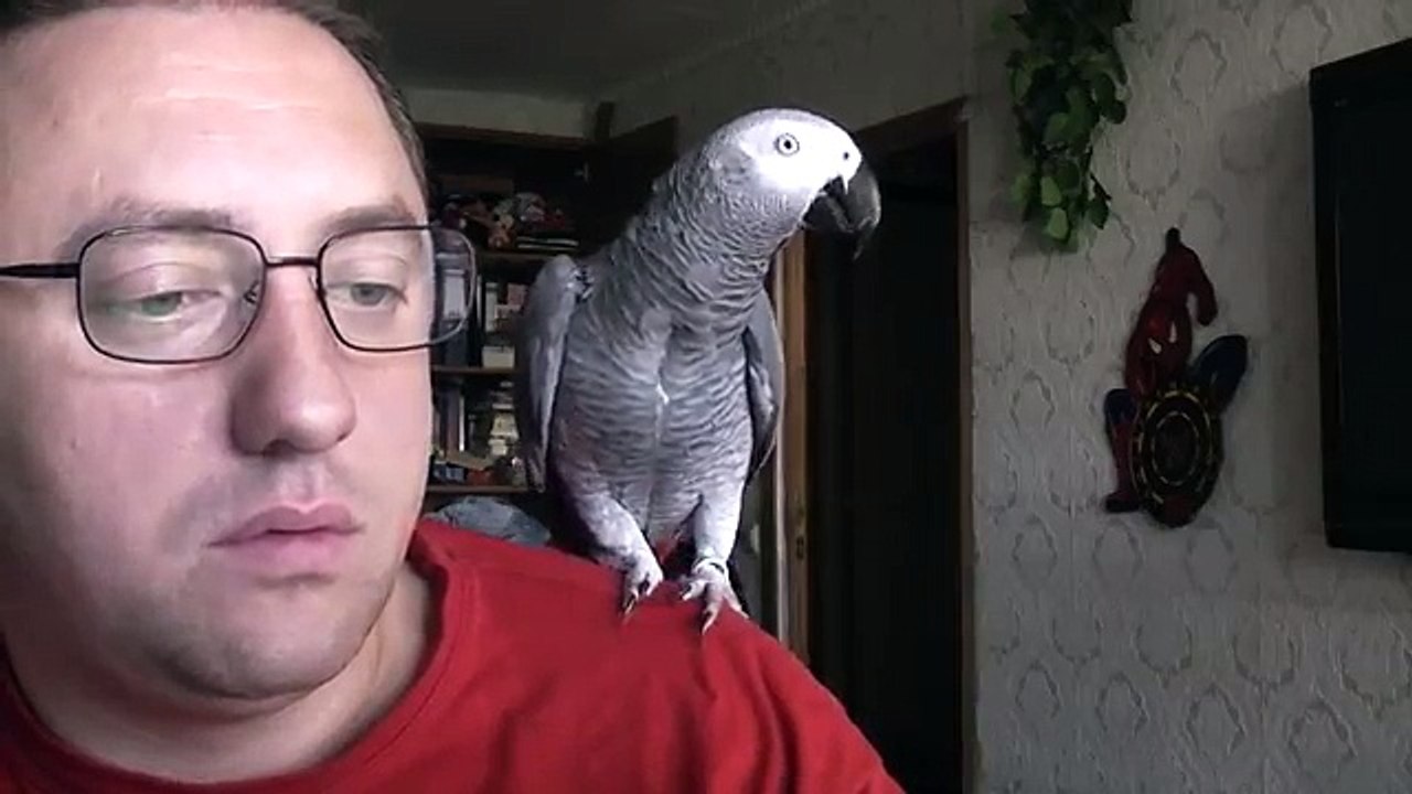 Попугай Григорий жжет - 1 сезон, 2 серия