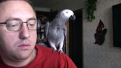 Попугай Григорий жжет - 1 сезон, 2 серия