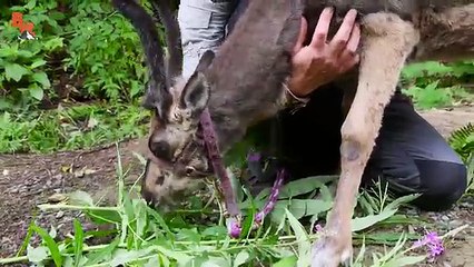 Baby Reindeer Loves Hugs!