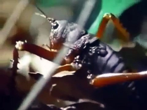 Entendendo os Extraterrestres (Dublado) Documentário Completo Discovery Channel