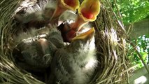 Birds-nest - Nid doiseaux (Naissance oisillons)