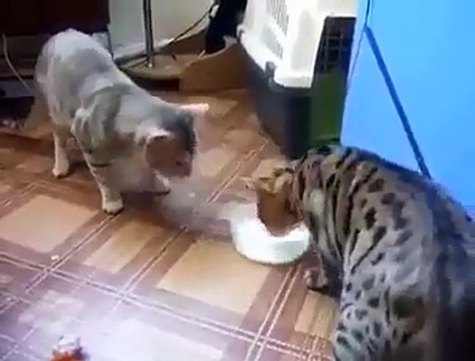 The Funny Cat