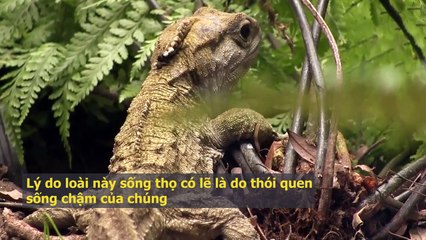 Ghen tị phát hờn với 10 loài động vật trường thọ sống lâu nhất Trái Đất