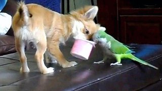 The Best Video Animal Funny Parrots Annoying Dogs