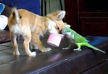 The Best Video Animal Funny Parrots Annoying Dogs