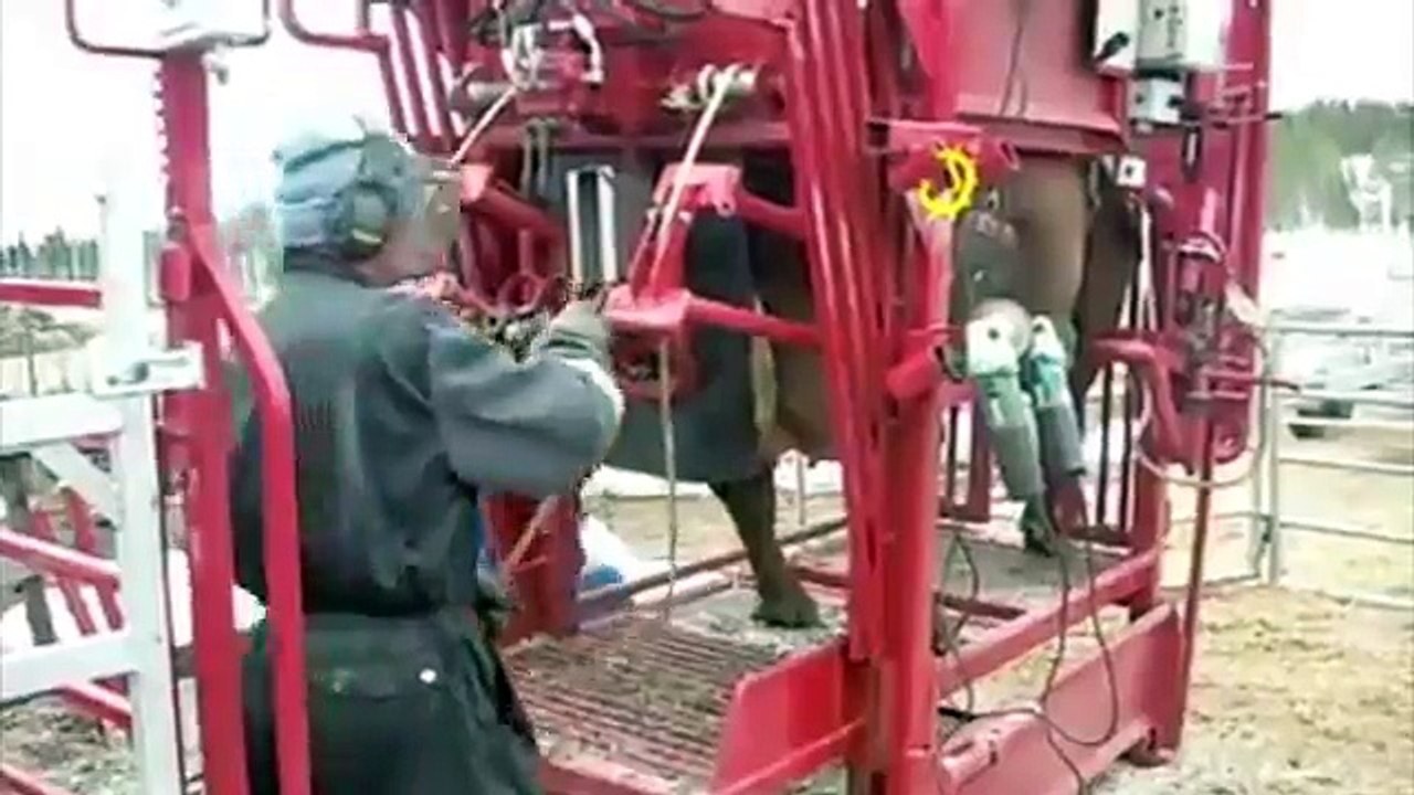 Epic World Modern Technology Automatic Cow Shoeing and Cleaning Mega Machines Heavy Equipm