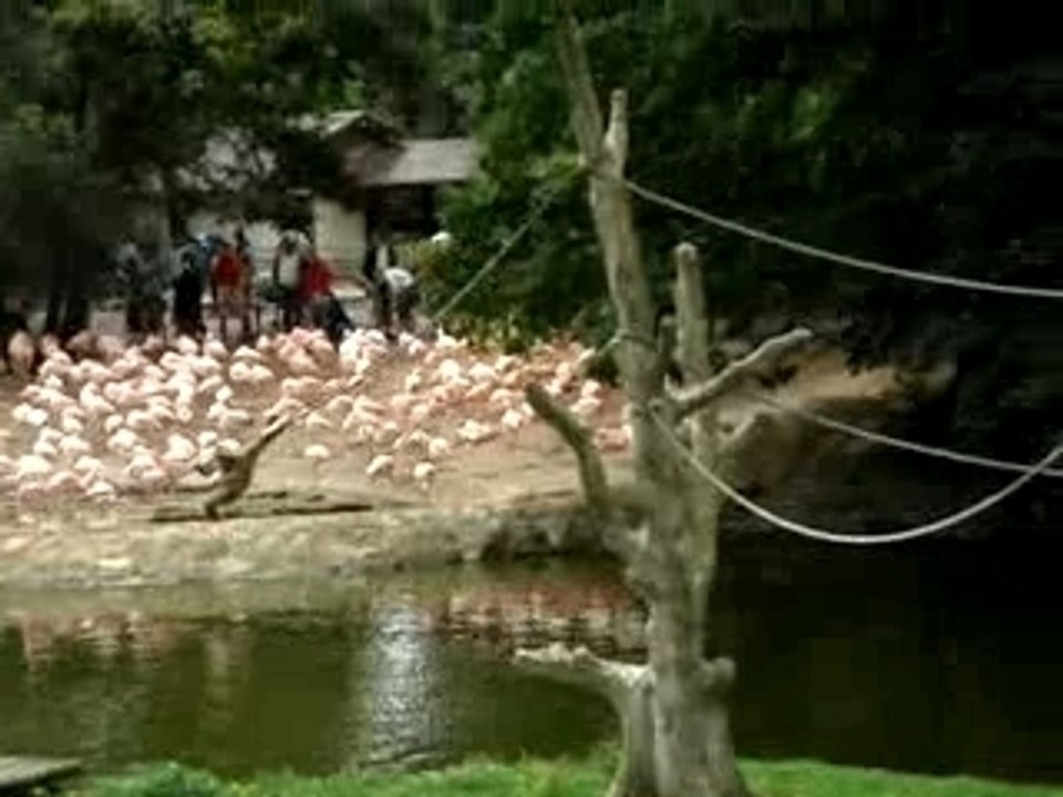 Nay petit singe de GLF