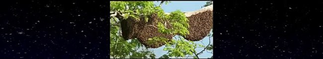 Documentary Ant Ants Documentary Channel Life in the Undergrowth 05 Supersocieties