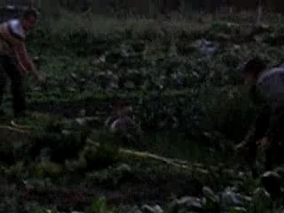 lapin