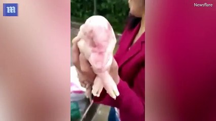 Syndrome du cyclope :  Un bébé cochon est né avec un œil et un pénis sur le front