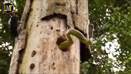 7 Batailles D'animaux Que S'ils N'avaient Pas Enregistrés Personne N'en Croirait