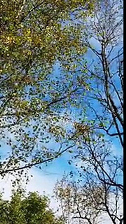 An Extra Delightful Video Of A Massive Crowd Cheering On A Jumping Squirrel