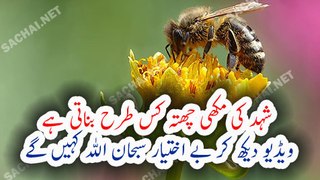 How Honey Bee Make A Beehive Beautiful Video