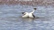 The Mating Dance Of The Hooded Grebe Was Filmed For The First Time, And It Is Hilarious