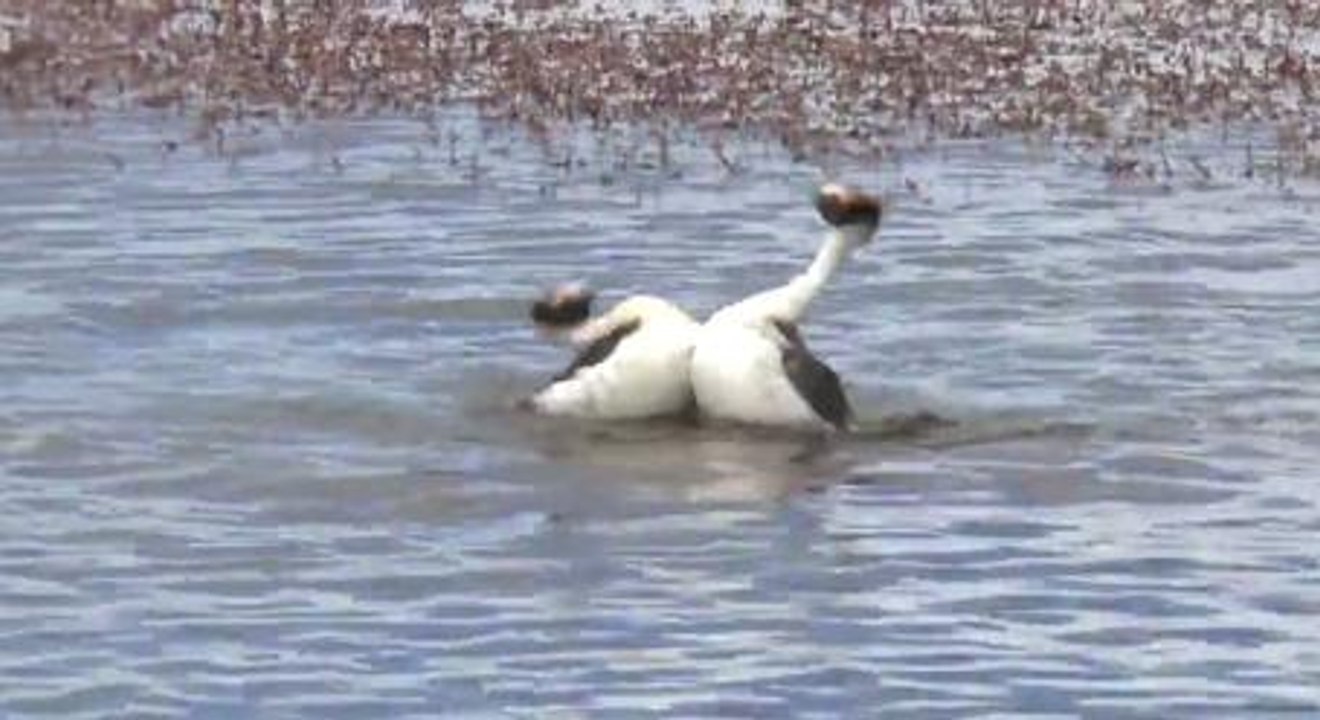 The Mating Dance Of The Hooded Grebe Was Filmed For The First Time, And It Is Hilarious
