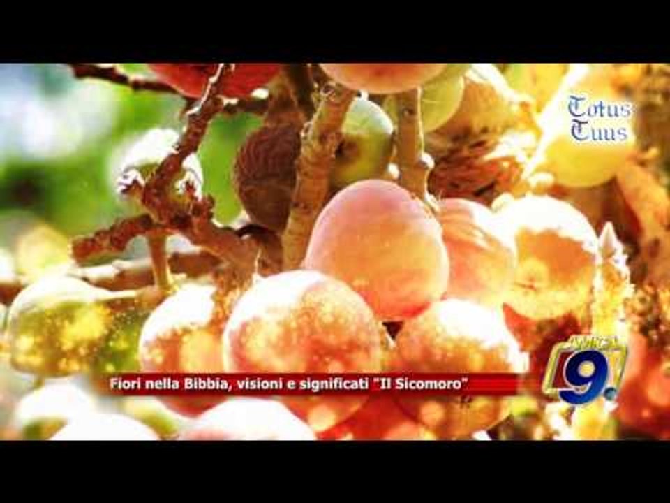Totus Tuus | Piante e Fiori nella Bibbia, visioni e significati "Il Sicomoro"