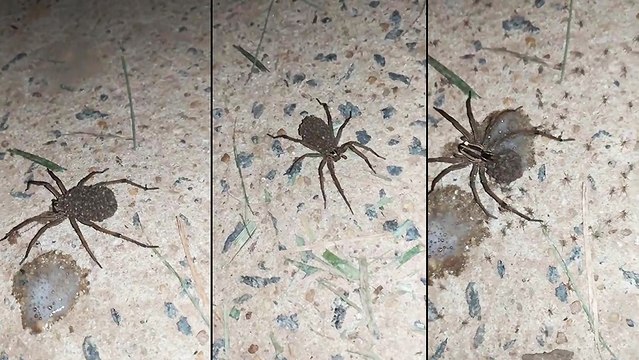 Une maman araignée et ses petits