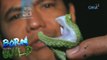 Born to be Wild: Philippine Pit Viper, kikilalanin ni Doc Nielsen