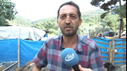 Ukrayna'dan Beşiz Doğuran Koyun Getirdi, Siparişlere Yetişemiyor