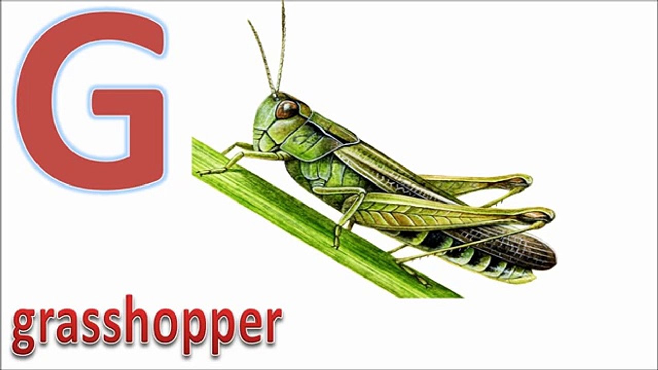 insect alphabet