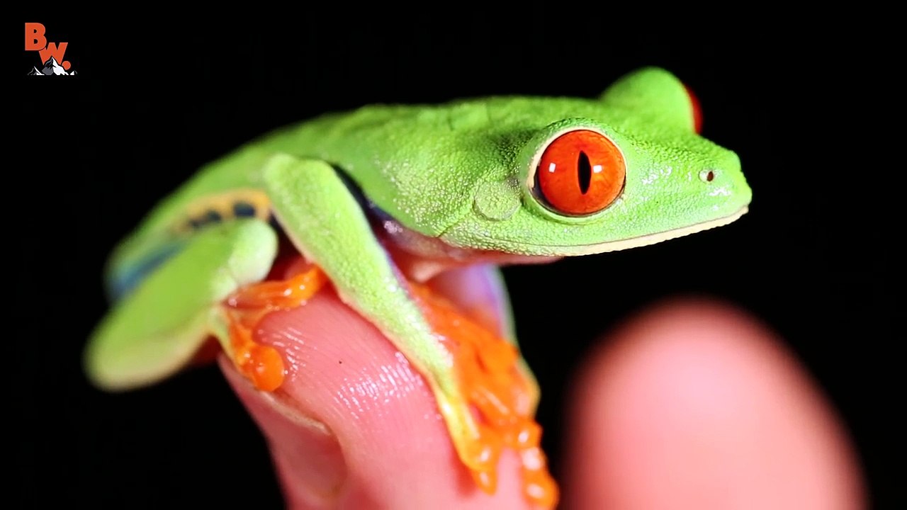 Worlds Most Famous Frog!