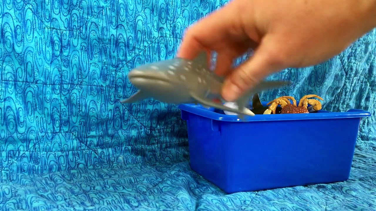 Whats in the Box? Amazing Sea Animals!