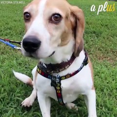 San Francisco Pet Stores Can Only Sell Rescue Or Shelter Animals-2