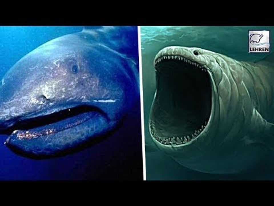 Mysterious Sea-Creatures That Disappreared In History